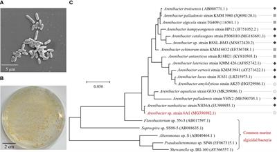 Characterization of a novel algicidal bacteria Arenibacter sp. strain 6A1 and its application to eliminate harmful algal blooms